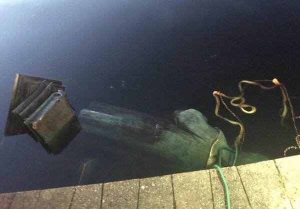  Christopher Columbus Statue Toppled and Thrown in Lake in Richmond, VA