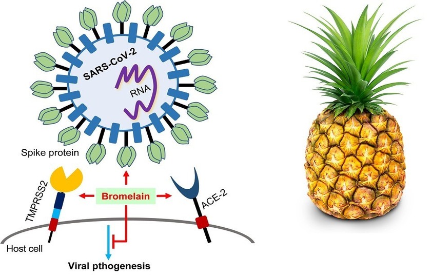  Is Pineapple Enzyme Bromelain a Remedy for COVID-19 Vaccine Injuries?