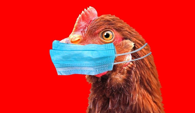  The Bird Flu Hoax is being Recycled Again