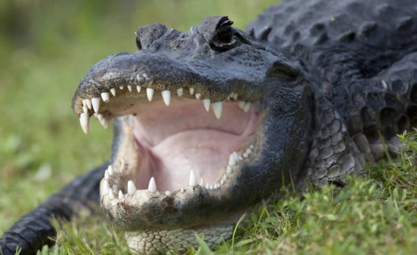  Florida man killed in alligator attack while searching for Frisbee