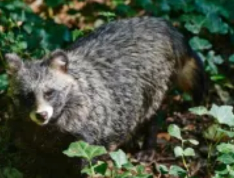  After Bats And Pangolins, Now They Say Covid Pandemic Originated With Raccoon Dogs