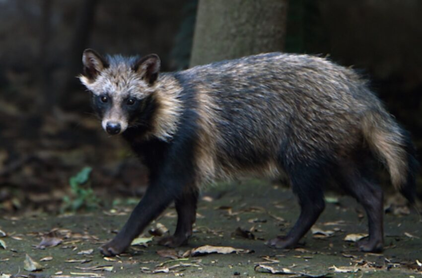  Not a Joke: “New Evidence” that Was Actually Obtained in Early 2020 Suggests “Raccoon Dogs” Responsible for COVID-19