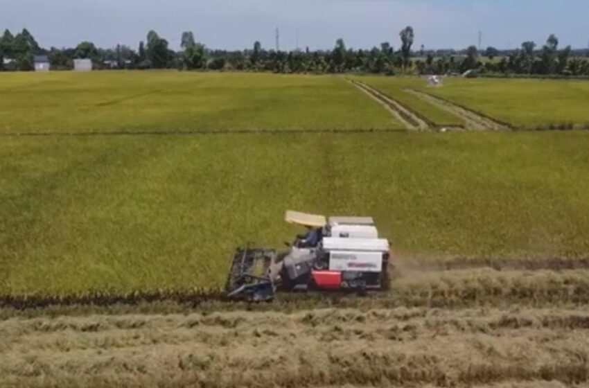  Climate Cultists Blame Global Warming on Rice