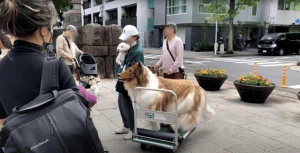  Japanese Man Who Identifies as a Dog, Takes First Public Stroll After $16,000 Transformation, Forms Bonds with Other Canines (VIDEO)