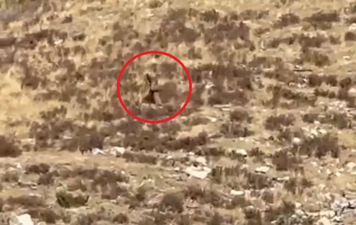  REAL OR HOAX? Couple Riding Train Through Colorado Mountains Claim They Captured Footage of a Bigfoot (VIDEO)
