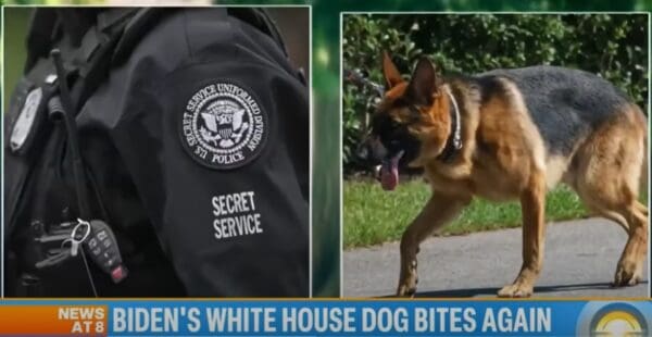  “Breach in Trust”: White House Dog Attacks Related to Joe Biden’s “Combustible” Relationship with Secret Service Agents: Report