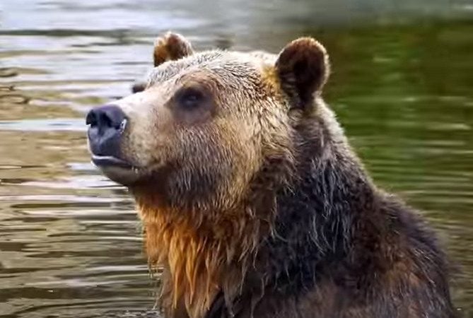  Residents of Washington State Blast Biden Administration Plan to Release Grizzly Bears Near Their Communities