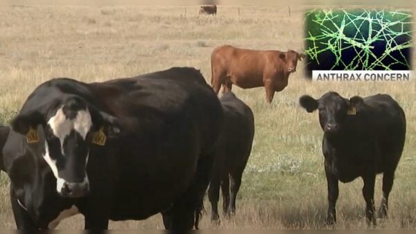  North Dakota Battling Cattle Anthrax Crisis: 25 Confirmed Cases Spark Concerns